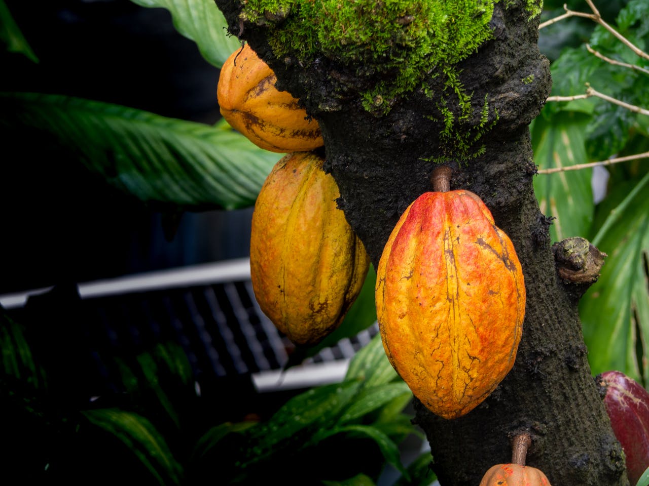 Ripe cacao pods growing on a tree trunk in a vibrant, lush green setting.