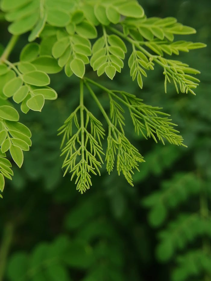 Detailed view of fresh green Moringa leaves, symbolizing natural vitality and growth.